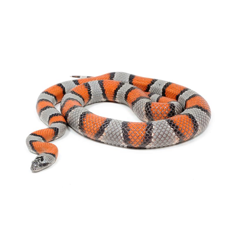 Sarpe Regal Lampropeltis alterna - imagine 4